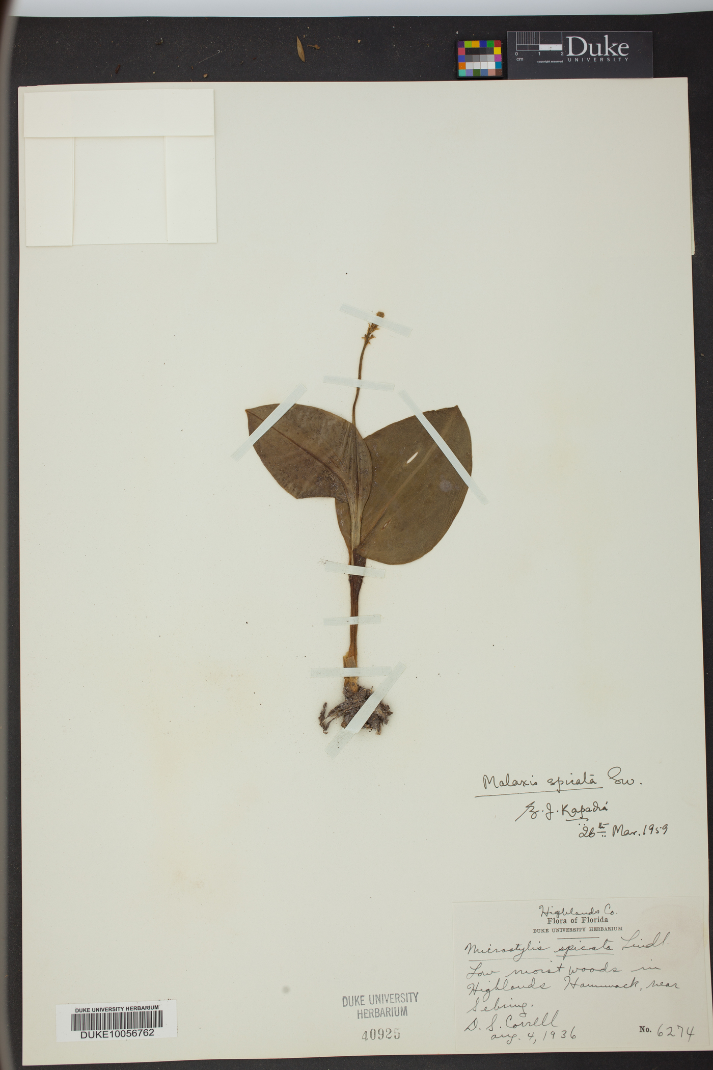 Malaxis spicata image