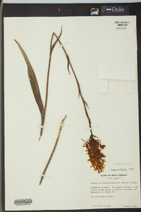 Platanthera blephariglottis image