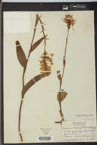 Platanthera blephariglottis image