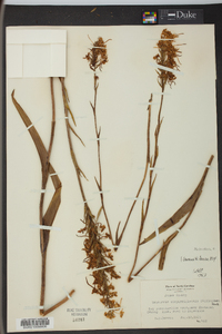 Platanthera blephariglottis image