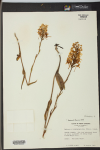 Platanthera blephariglottis image