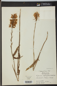 Platanthera blephariglottis image