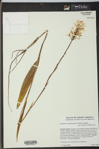 Platanthera blephariglottis image