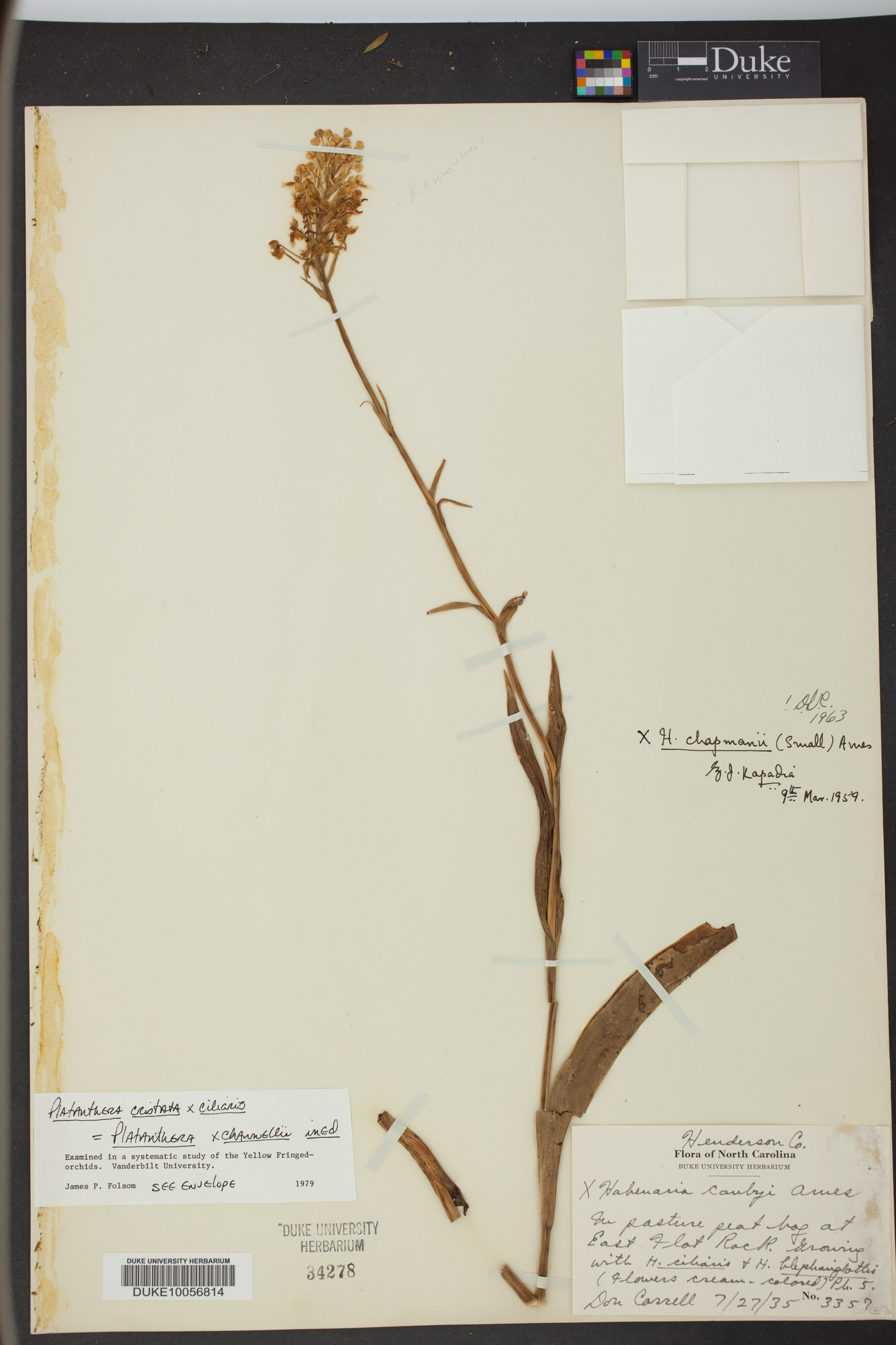 Platanthera x channellii image