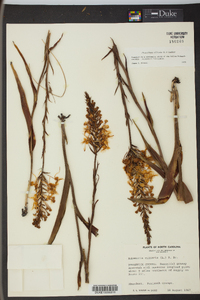 Platanthera ciliaris image