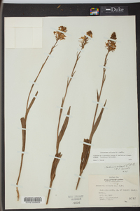 Platanthera ciliaris image