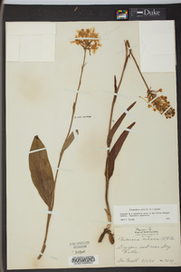 Platanthera ciliaris image