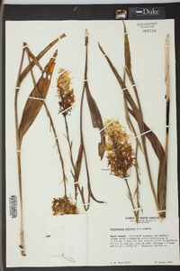 Platanthera ciliaris image