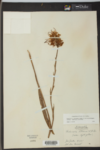 Platanthera ciliaris image