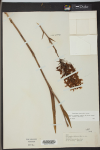 Platanthera ciliaris image