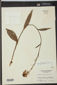 Platanthera ciliaris image