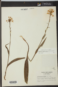 Platanthera ciliaris image