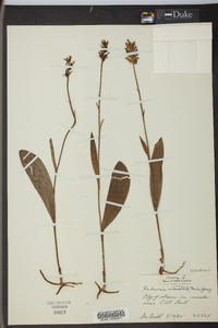 Platanthera clavellata image