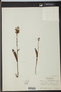 Platanthera clavellata image