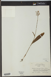 Platanthera clavellata image