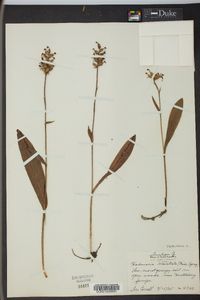 Platanthera clavellata image