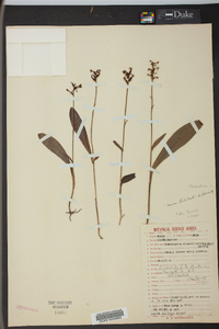 Platanthera clavellata image