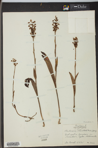 Platanthera clavellata image