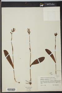 Platanthera clavellata image