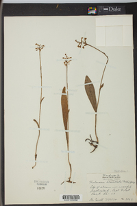 Platanthera clavellata image