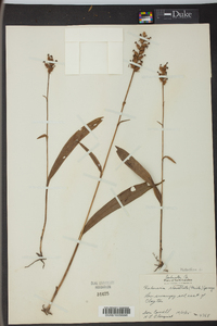 Platanthera clavellata image