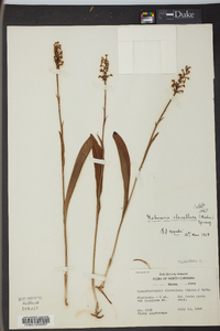 Platanthera clavellata image