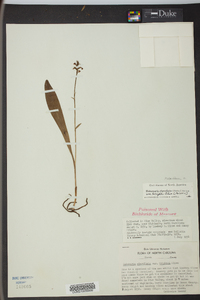 Platanthera clavellata image