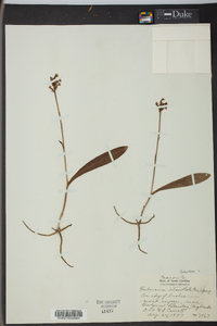 Platanthera clavellata image