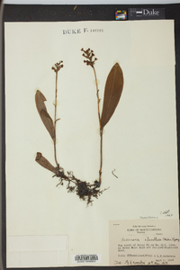 Platanthera clavellata image