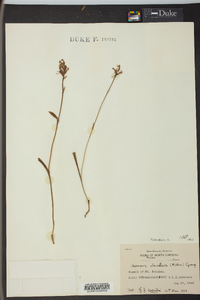 Platanthera clavellata image