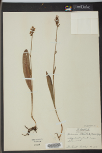 Platanthera clavellata image