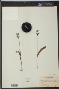 Platanthera clavellata image