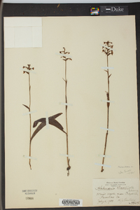 Platanthera clavellata image