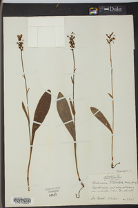 Platanthera clavellata image