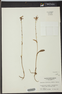 Platanthera clavellata image