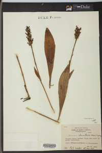 Platanthera clavellata image