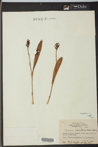 Platanthera clavellata image