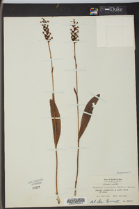 Platanthera clavellata image