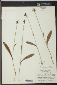 Platanthera clavellata image