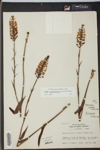 Platanthera cristata image