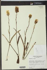 Platanthera cristata image