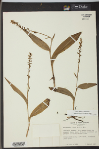 Platanthera flava var. flava image