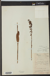 Platanthera lacera image