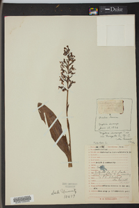 Platanthera lacera image