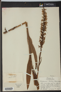 Platanthera lacera image