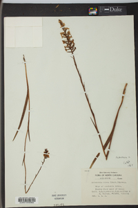 Platanthera nivea image