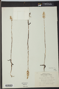 Platanthera nivea image