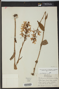 Platanthera peramoena image