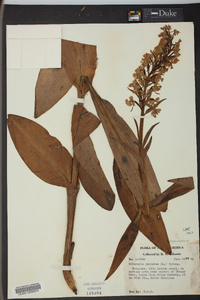 Platanthera psycodes image