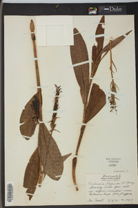 Platanthera psycodes image